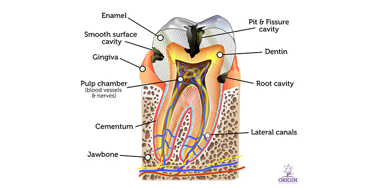Root Canals-Can Your Immune System Handle It?